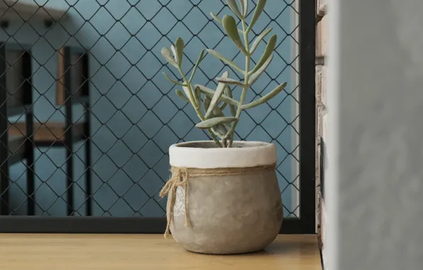 Picture comfort, plant, the comfort of home, will minimalisim