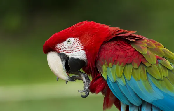 Bird, feathers, beak, parrot, Ara, Green-winged macaw