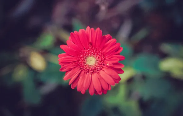 Flower, petals, red