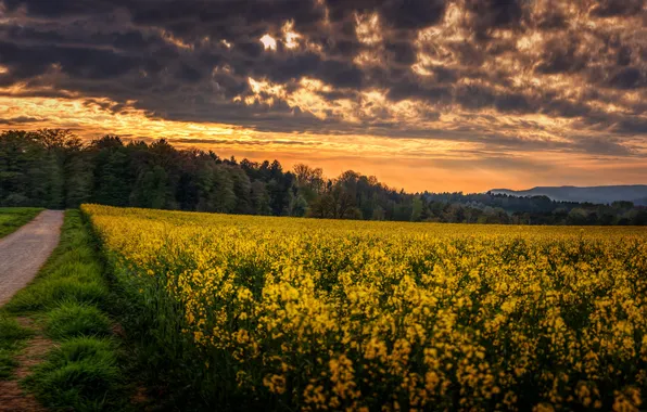Picture field, forest, sunset
