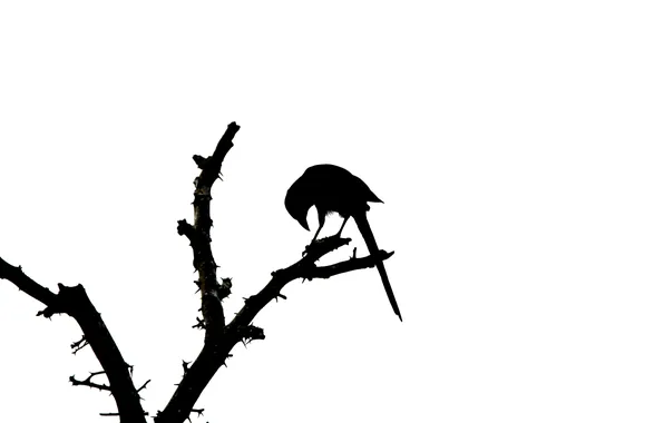 Bird, branch, silhouette, bird, brunch