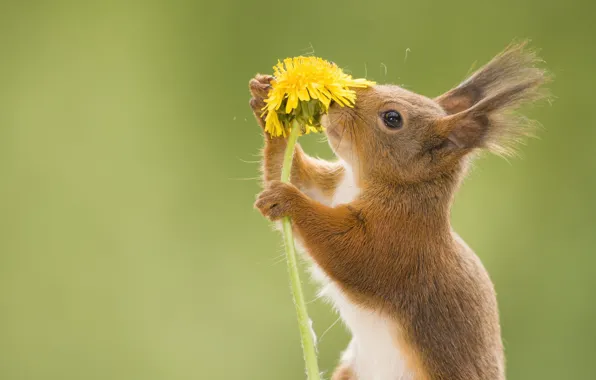 Flower, yellow, background, dandelion, spring, protein, face, stand