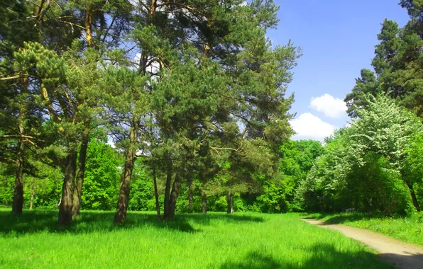 Trees, Pasas, Green