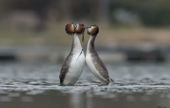 Drops, birds, nature, lake, pair, DUELL ©