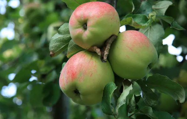 Nature, apples, Apple, food, morning, garden, village, Apple