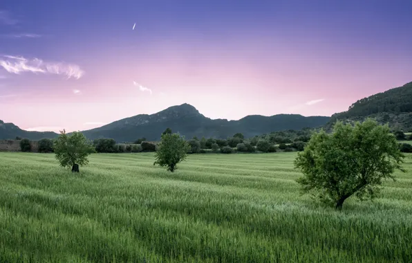 Picture field, the sky, grass, clouds, trees, Mountains, pink, lilac