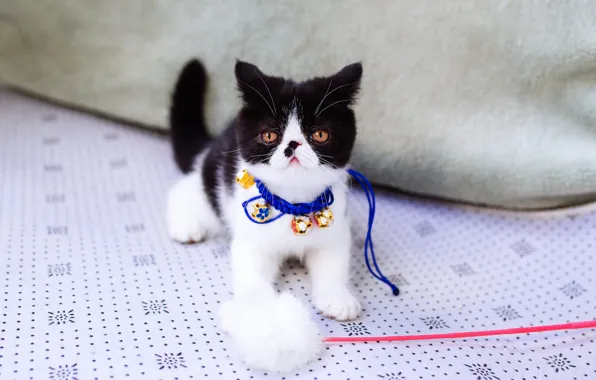 Picture cat, decoration, background, sweetheart, toy, eyes, small, pers