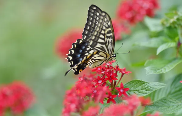 Picture summer, leaves, macro, flowers, red, background, butterfly, insect