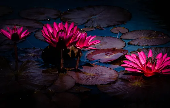 Leaves, water, flowers, pond, the dark background, bright, pink, al