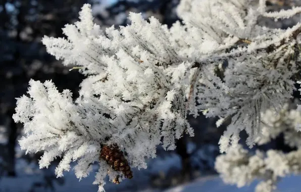 Picture winter, frost, snow, trees, nature, branch, bump, frost