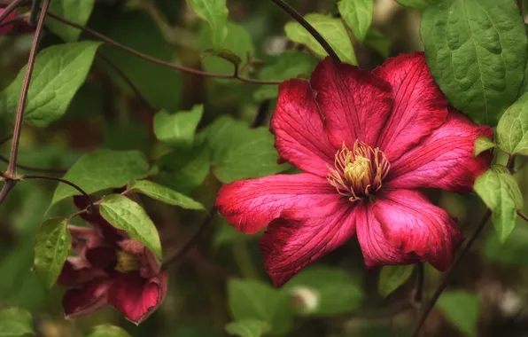 Flower, leaves, plant, clematis, clematis