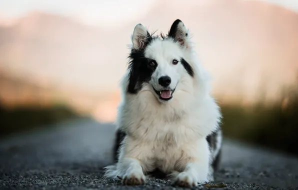 Language, look, face, nature, background, portrait, dog, lies
