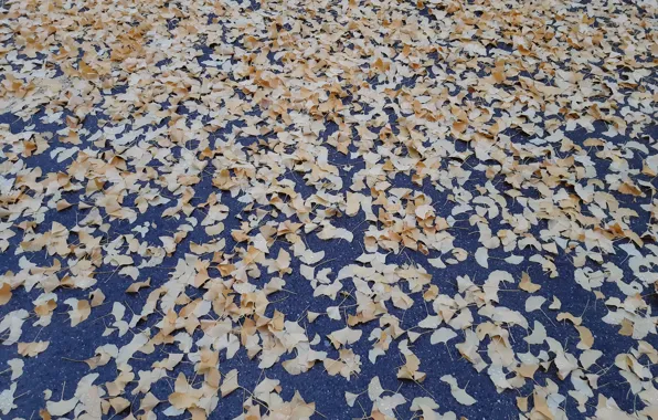 Wallpaper, texture, background, leaves, tree, automn, tree leaves, fall leaves