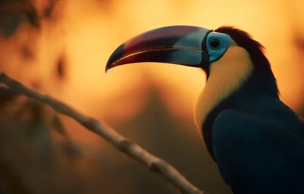 Sunset, bird, portrait, branch, profile, Toucan, digital art, AI art
