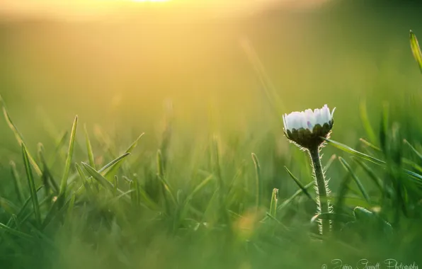 Flower, summer, grass, macro, Daisy