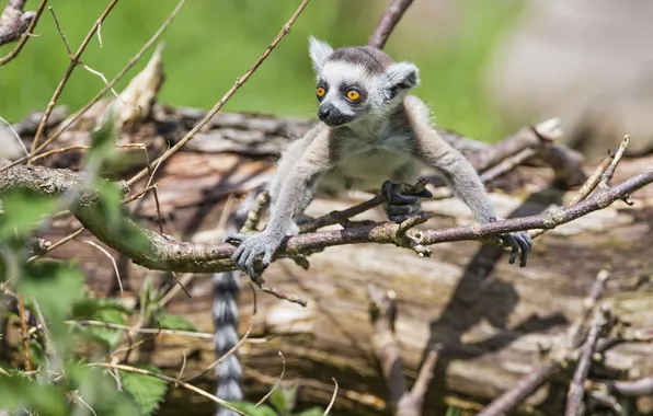 Picture branches, lemur, cub