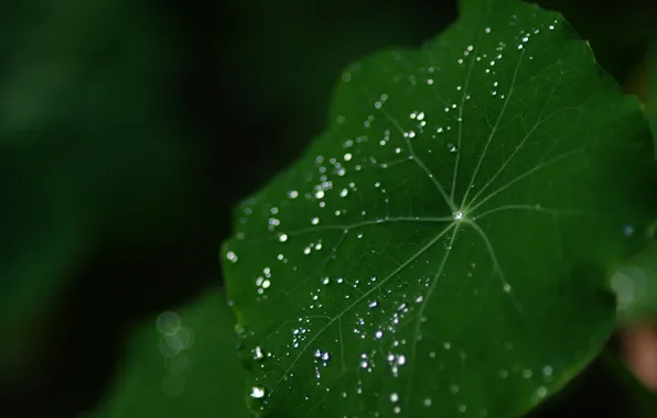 Leaves, drops, green, Rosa