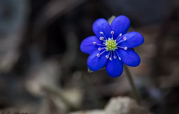 Stem, bokeh, bokeh, stalk, blue flower, blue flower