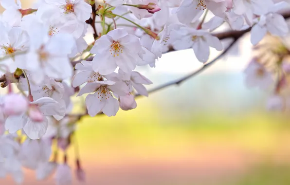 Picture freshness, branches, cherry, spring, flowering, white petals