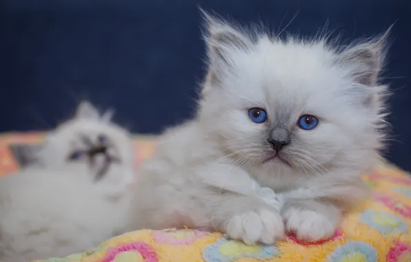 Cat, look, cats, pose, kitty, portrait, legs, kittens