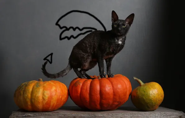 Autumn, cat, cat, look, pose, black, wings, the demon