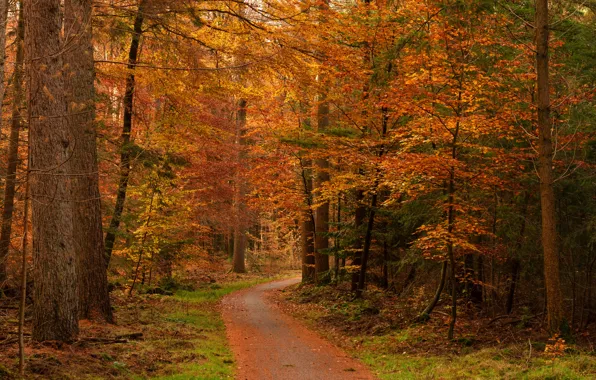 Picture autumn, forest, track, the colors of autumn