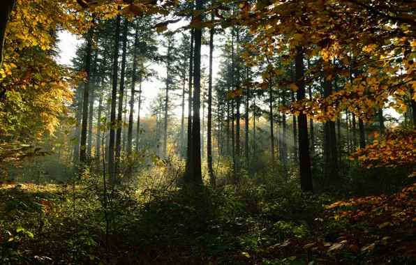 Autumn, forest, the sun, rays, light, trees, branches, thickets