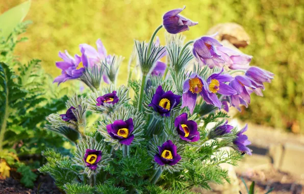 Light, flowers, spring, garden, purple, flowerbed, lilac, cross