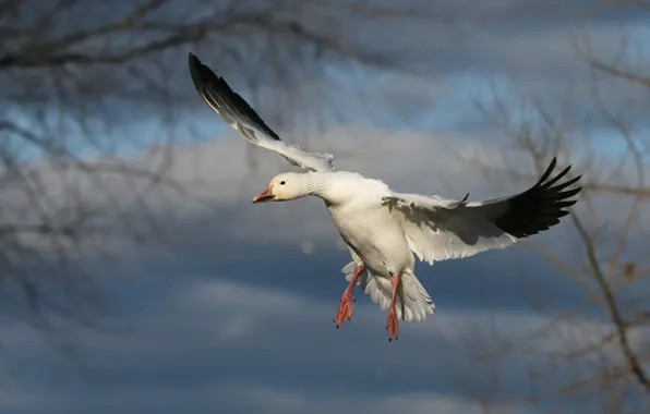 White, flight, branches, nature, bird, wings, flies, goose