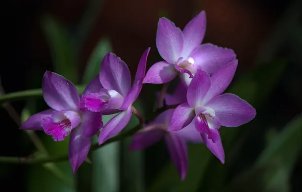 Picture macro, nature, petals, inflorescence