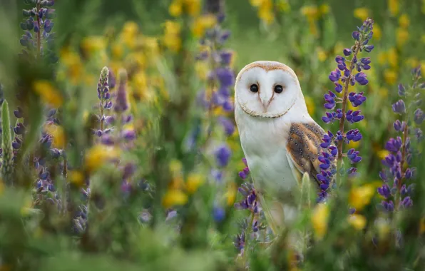 Wallpaper white, flowers, look, lupins, owl, nature, glade, bokeh