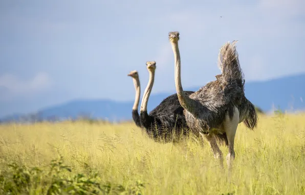 Picture Tanzania, african ostrich, Tarangire Nation Park, birds of africa