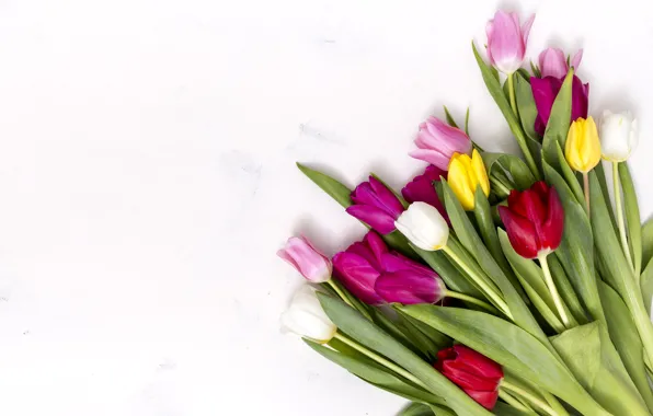Flowers, colorful, tulips, pink, pink, flowers, tulips, spring
