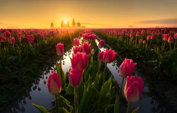 Field, light, flowers, spring, morning, tulips