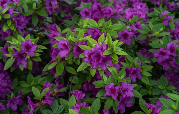 Picture purple, leaves, flowers, spring, flowering, the bushes, a lot, lilac
