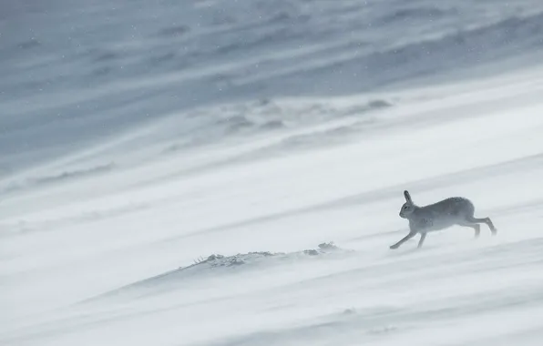Winter, snow, nature, hare, slope, running, snowfall