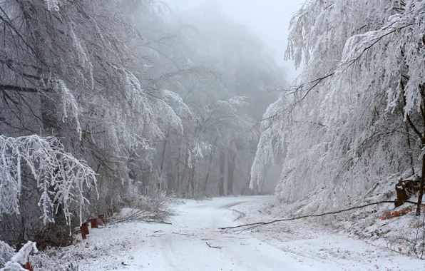 Winter, road, forest, snow, trees, branches, nature