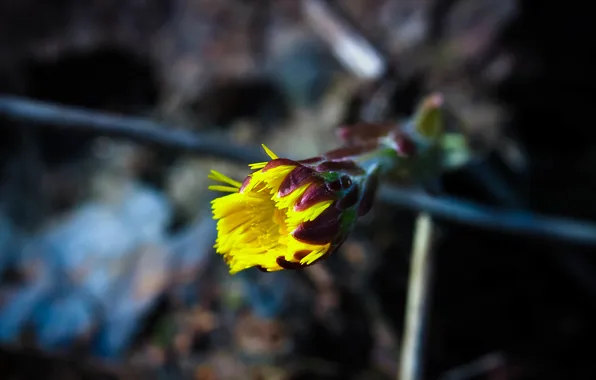 Macro, flowers, spring, mother and stepmother