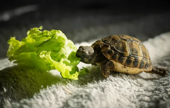 Greens, light, the dark background, carpet, turtle, pile, muzzle, shadows