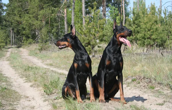 Picture forest, brothers, path, Dobermans, black and tan