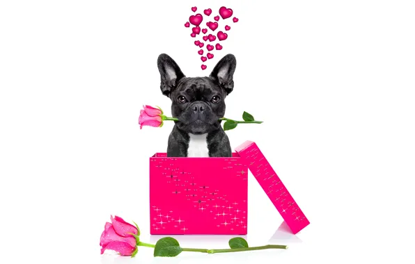 Dog, love, rose, heart, dog, romantic, funny, cute