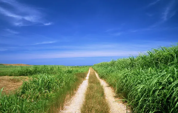 Picture road, field, the way