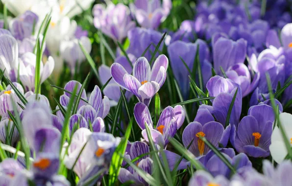 Picture spring, petals, Crocuses, Saffron
