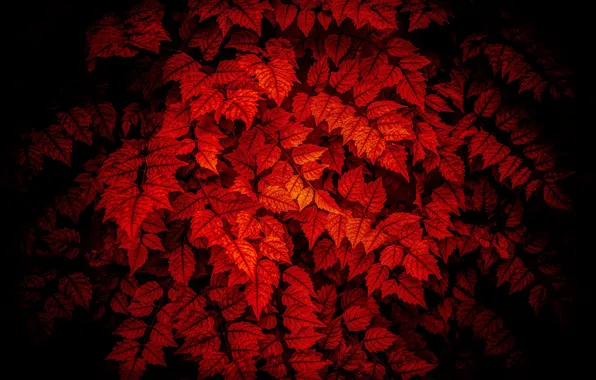 Leaves, lighting, red on black