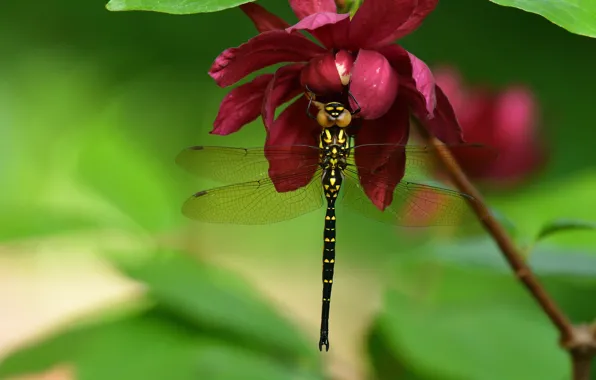 Flower, leaves, macro, red, branch, dragonfly, insect, green background
