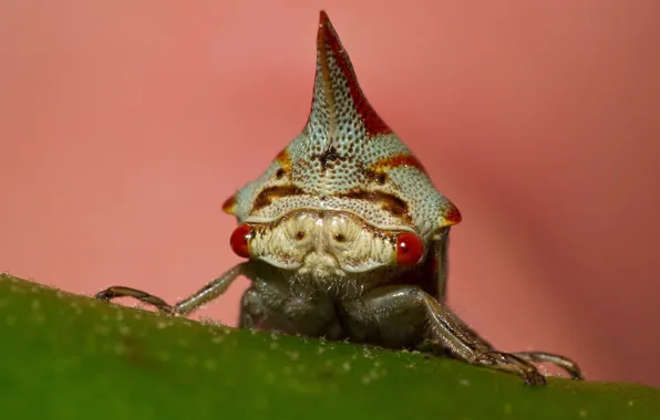 Eyes, macro, insect, horn, oak treehopper, gorbatka