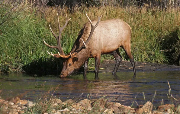 Picture river, deer, horns, drink