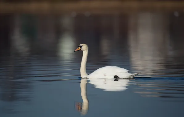 Birds, lake, reflection, Swan