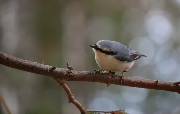 Autumn, branches, bird