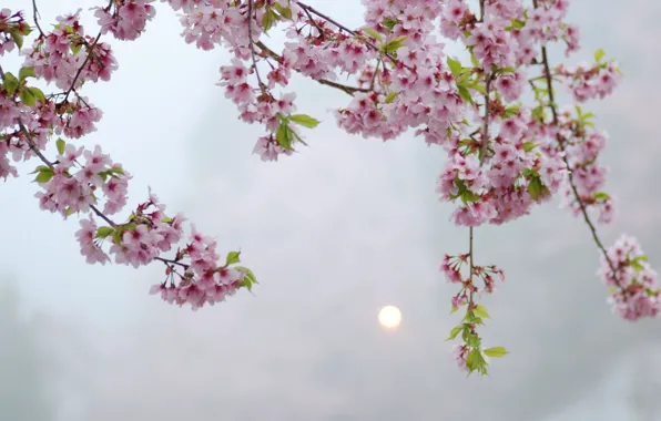 Picture the sun, macro, flowers, tree, the evening, Sakura, pink, Blik